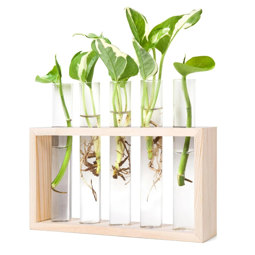 Germoglio light wood frame