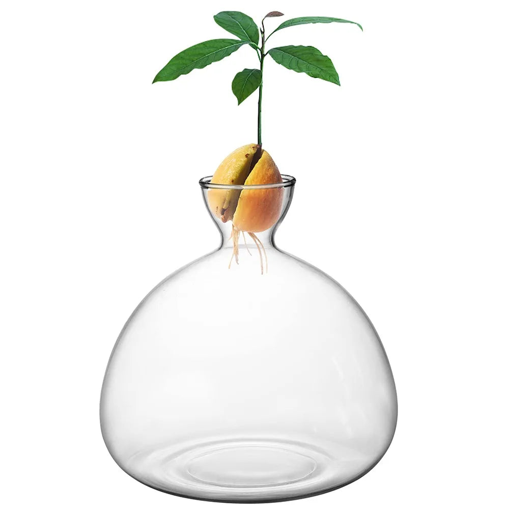 Seme avocado vase with a sprouting seed